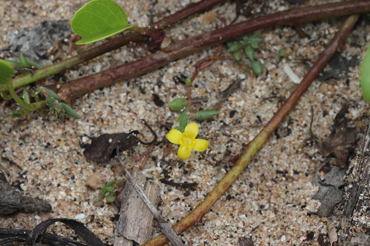 Portulaca quadrifida L.